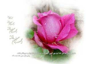 گل محمدی